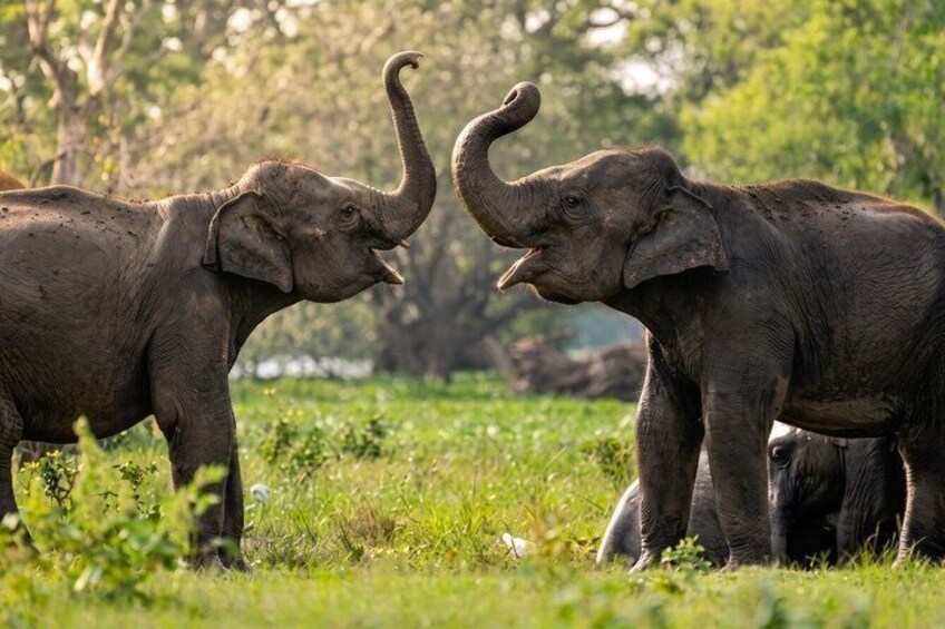 Two elephants in a grassy field with trees in the background. 2