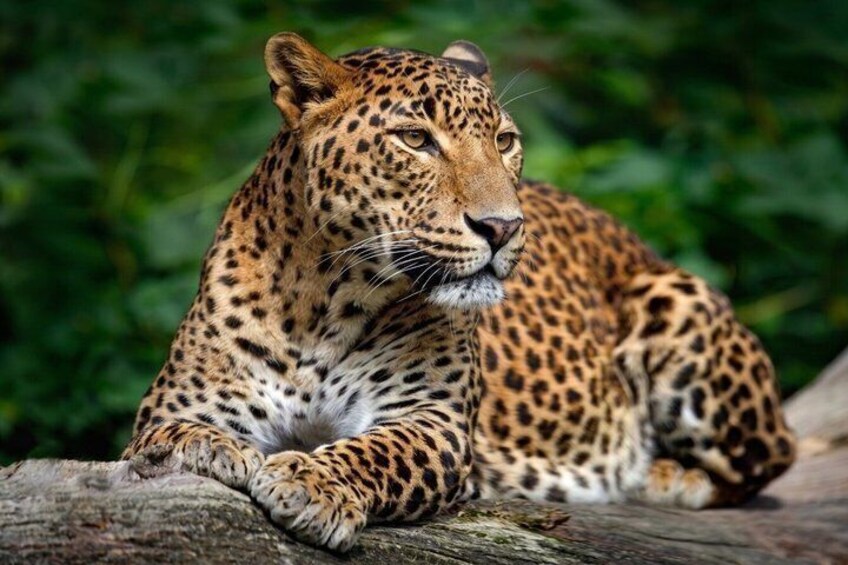 A leopard resting on a log with dense green foliage in the background. 1