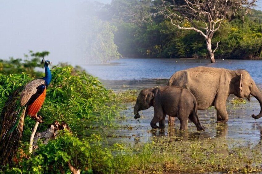 A peacock, two elephants, and a body of water with trees in the background. 3