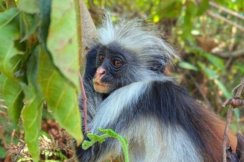 Zanzibar Spice Farm and Jozan forest Tour with Lunch & Entry Fee 1