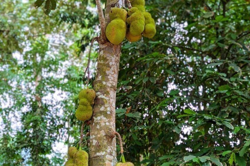 Zanzibar Spice Farm and Jozan forest Tour with Lunch & Entry Fee 3