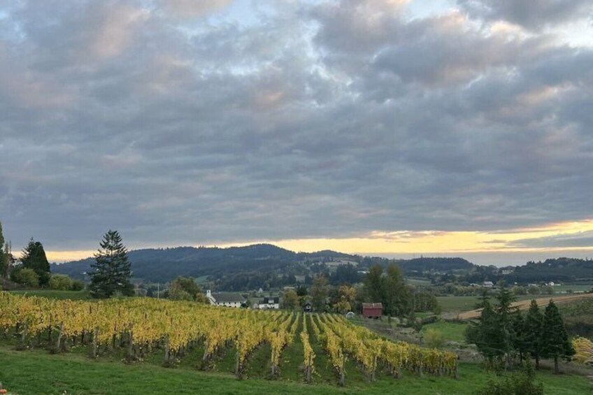Willamette Valley Cult Pinot Noir Experience 5