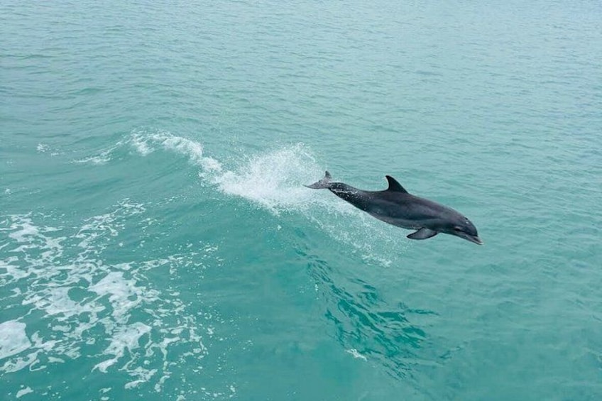 A dolphin leaping out of the water. 3