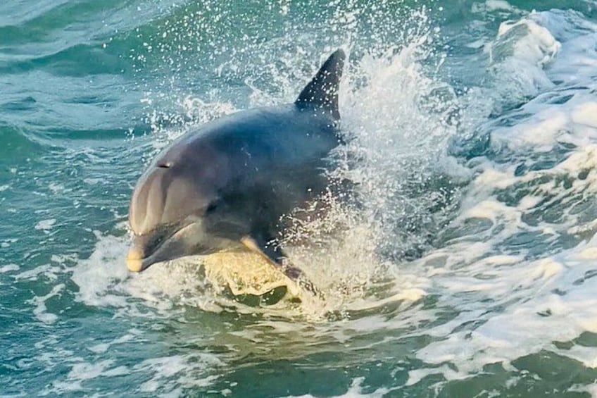 A dolphin leaping out of the water. 2