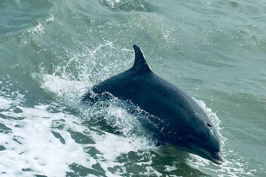 A dolphin swimming in the ocean. 5