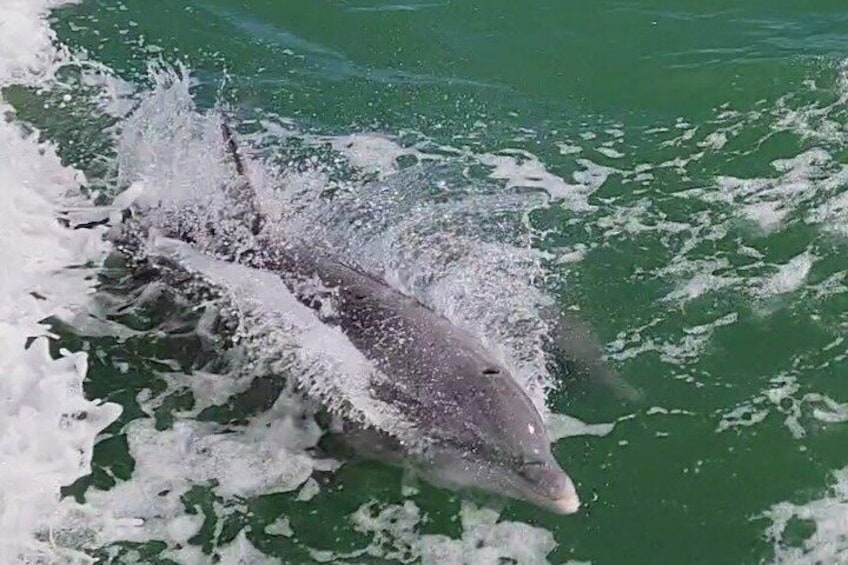 Early Bird Eco Tour and Dolphin Watch 1