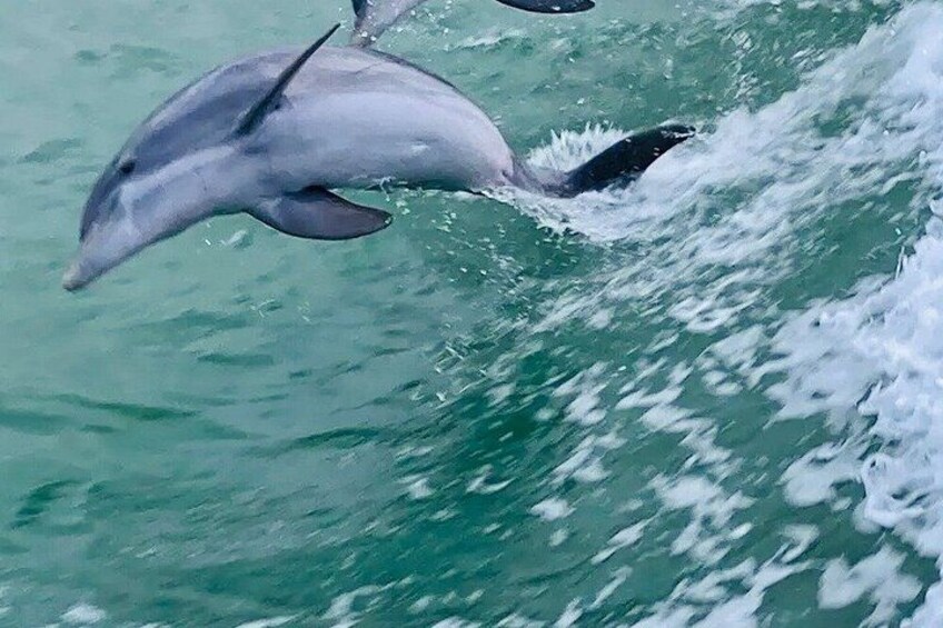 Early Bird Eco Tour and Dolphin Watch 2