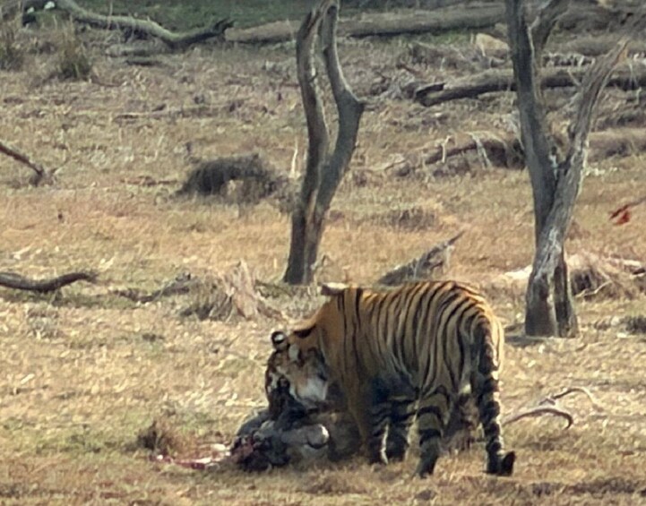 Private Taj Mahal With Ranthambore Tiger Safari Tour from Jaipur 3 Days 1