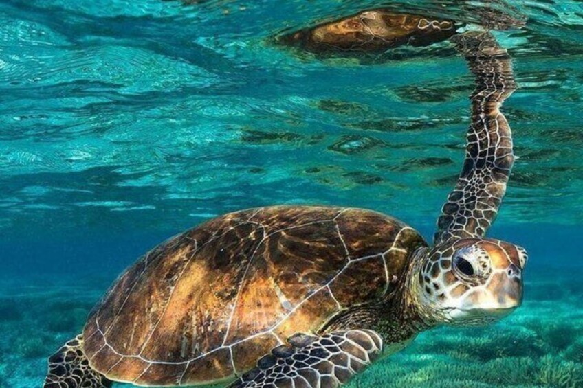 Guided Turtle Snorkeling Adventure in Mirissa 3
