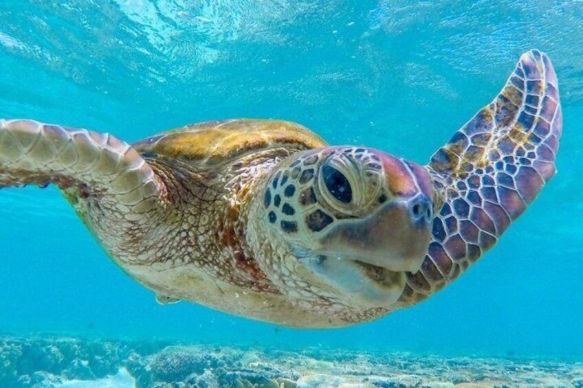 Guided Turtle Snorkeling Adventure in Mirissa 2