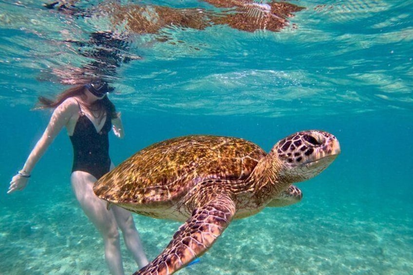 Guided Turtle Snorkeling Adventure in Mirissa 1
