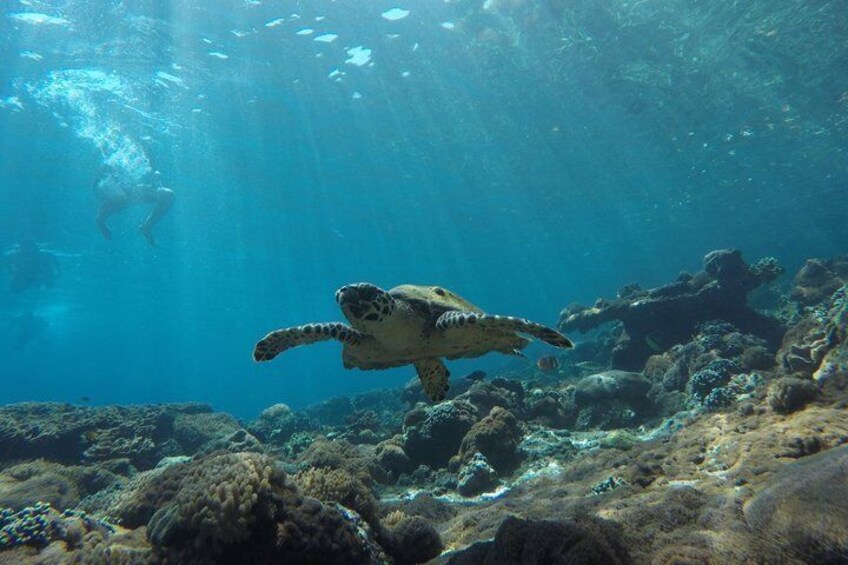 A sea turtle swimming underwater with a diver in the background. 2