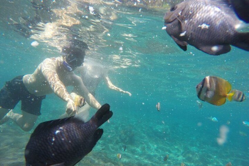 A person snorkeling underwater with fish and a stingray. 3