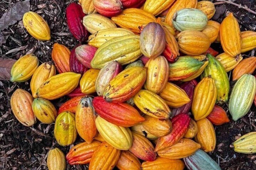 Rubber Tree Cacao Farm Tour Chocolate Making Experience 3