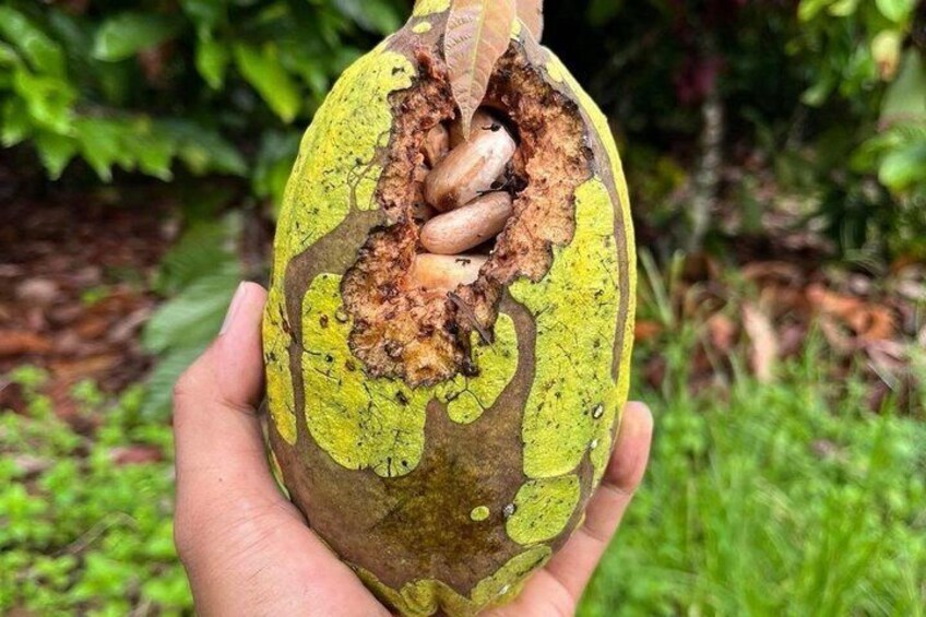 Rubber Tree Cacao Farm Tour Chocolate Making Experience 4