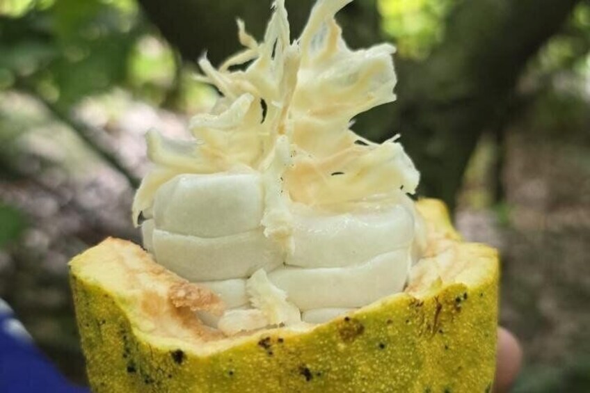 Rubber Tree Cacao Farm Tour Chocolate Making Experience 5