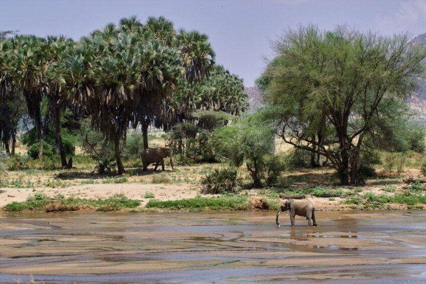 A river with elephants, palm trees, and a dry landscape. 5