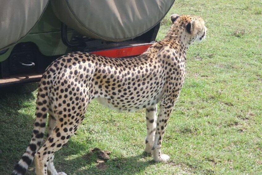 A cheetah standing on grass next to a vehicle. 4