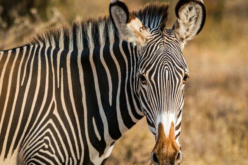 A zebra with distinctive black and white stripes, standing in a natural, dry grassland environment. 1