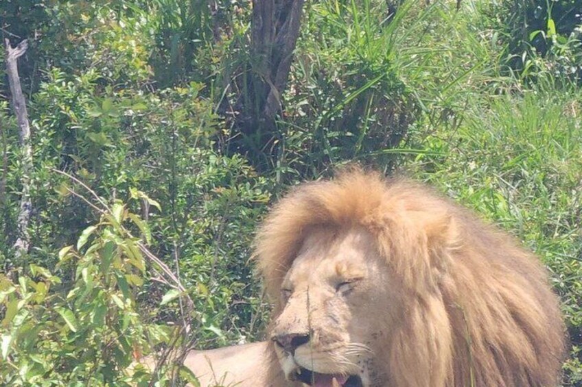A lion resting in a grassy area with dense foliage in the background. 3