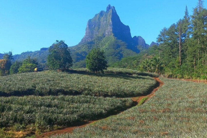 A hilly landscape with a winding path, dense vegetation, and a prominent mountain peak in the background. 4