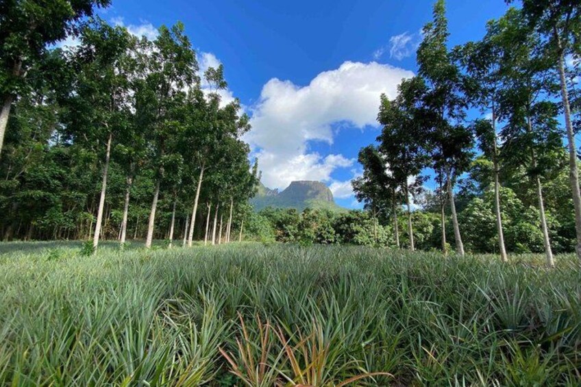 A field of tall grass with trees and a mountain in the background. 5