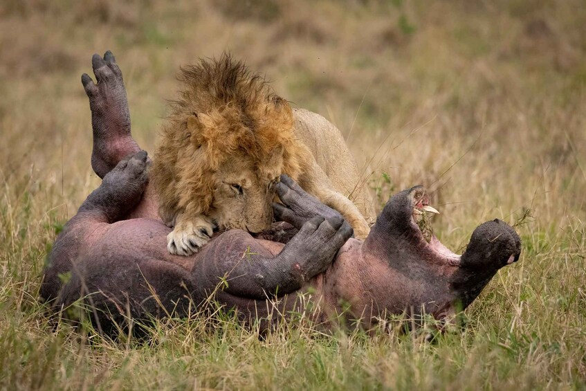A lion resting on a carcass in a grassy field. 4
