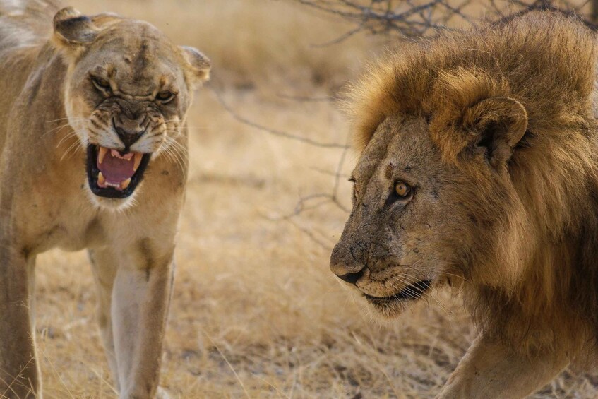 Two lions in a dry grassland environment. 1