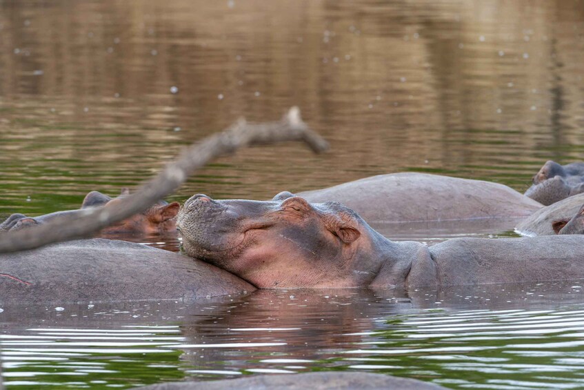 Hippos resting in water with reflections of trees. 2