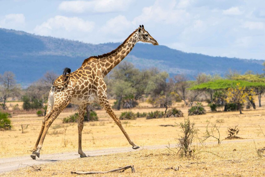 A giraffe walking across a dry landscape with sparse vegetation and distant hills. 5