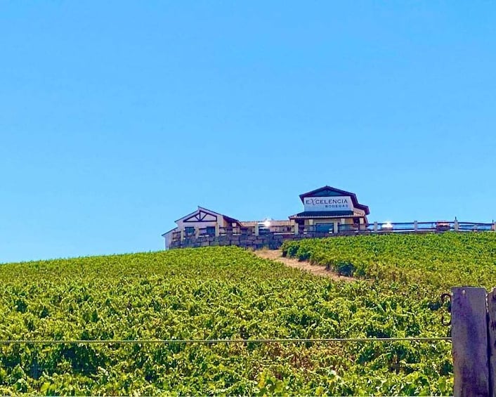 Ronda: Visit to Bodegas Excelencia with wine tasting 1