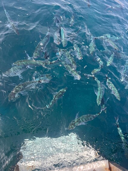Picture 3 for Activity Snorkelling Trip in the Isla Grosa Reserve 2