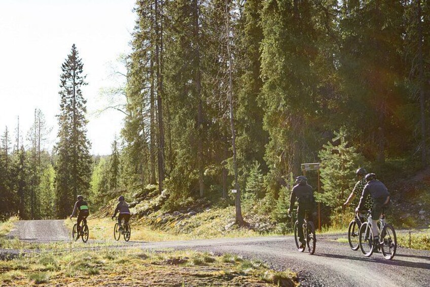 Cyclists on a paved road surrounded by dense forest. 3