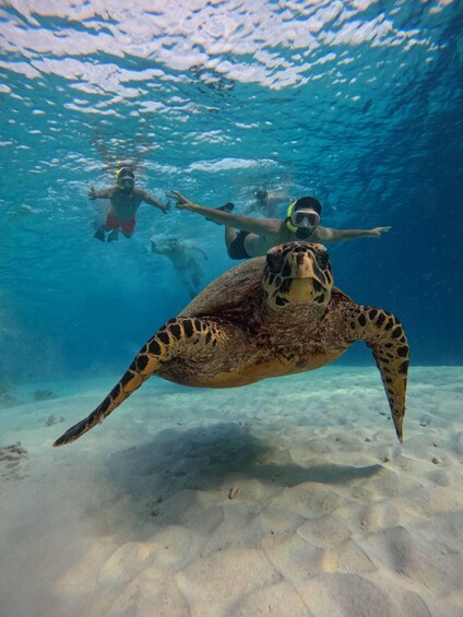 A sea turtle swimming underwater with snorkelers in the background. 1