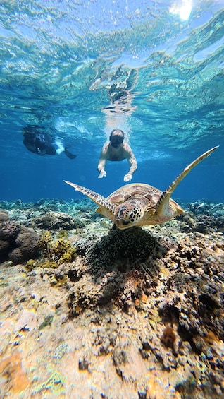 A diver swimming underwater with a sea turtle. 1