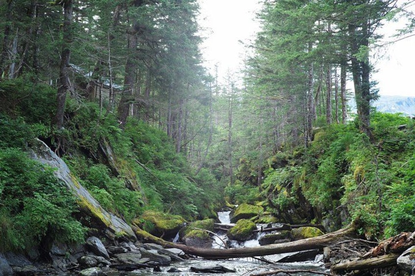 A forested area with a stream flowing through it. 4