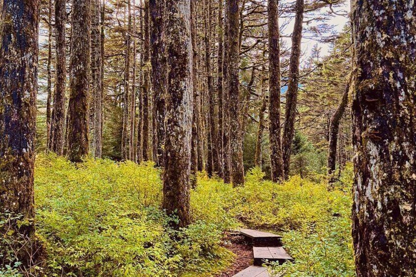 Whittier to Anchorage Post Cruise Scenic Transfer Tour 4