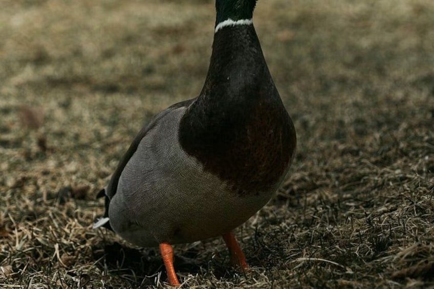 A duck standing on dry grass. 3