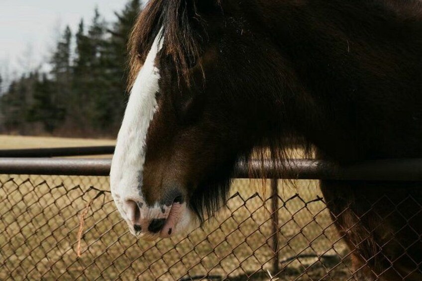 A close-up of a horse's head with a white blaze on its face, behind a chain-link fence. 2