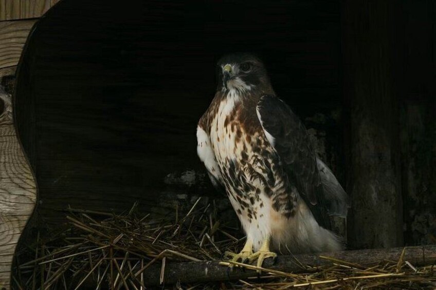 A bird of prey, possibly a hawk, perched on a branch inside a wooden structure. 4