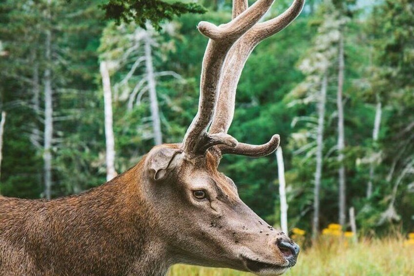 A deer with large antlers in a forest. 1