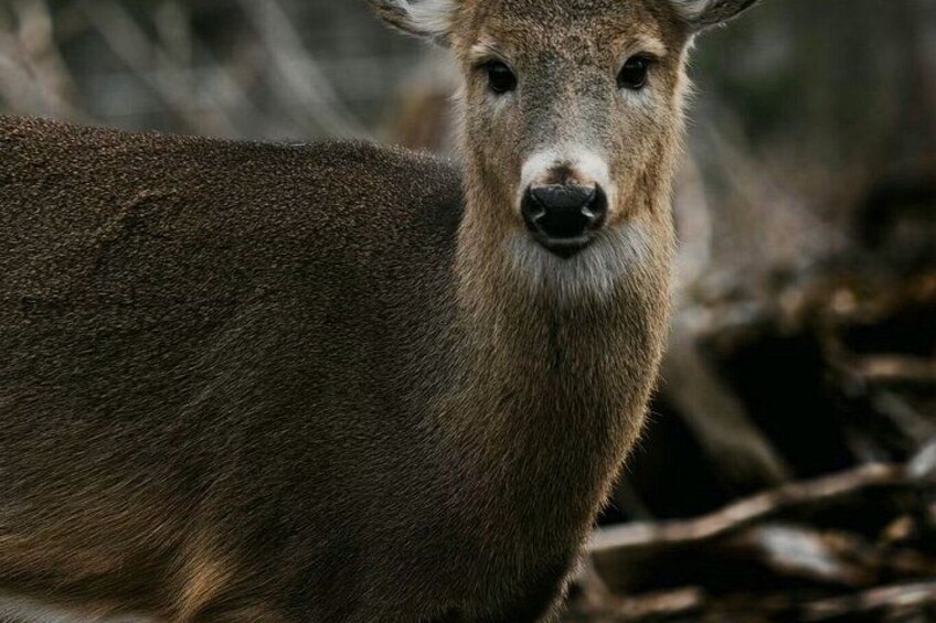A deer in a forested area. 3
