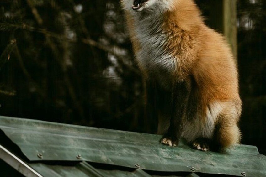 A fox sitting on a wooden surface with a blurred forest background. 4