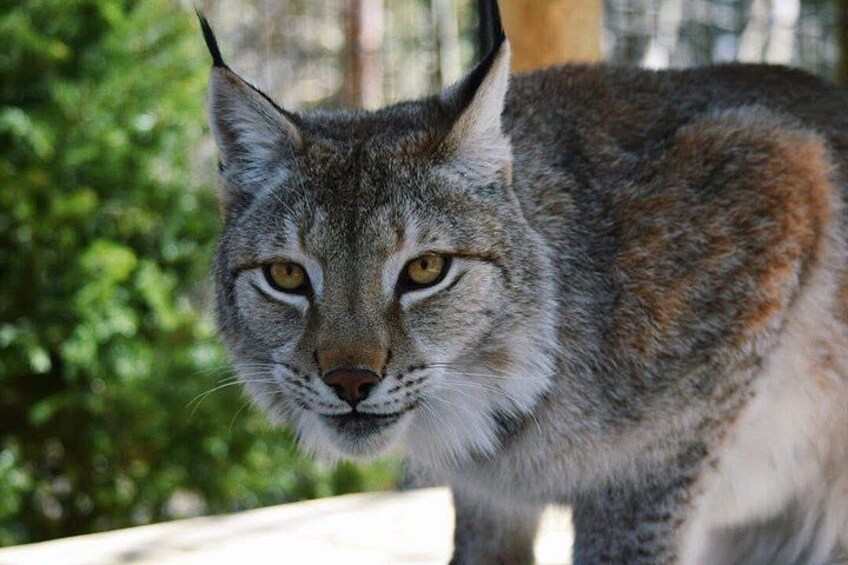 A lynx with a focused gaze, standing on a wooden platform with greenery in the background. 5