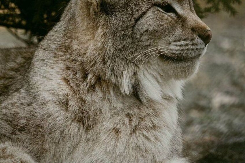Two Rivers Wildlife Park Tour 3