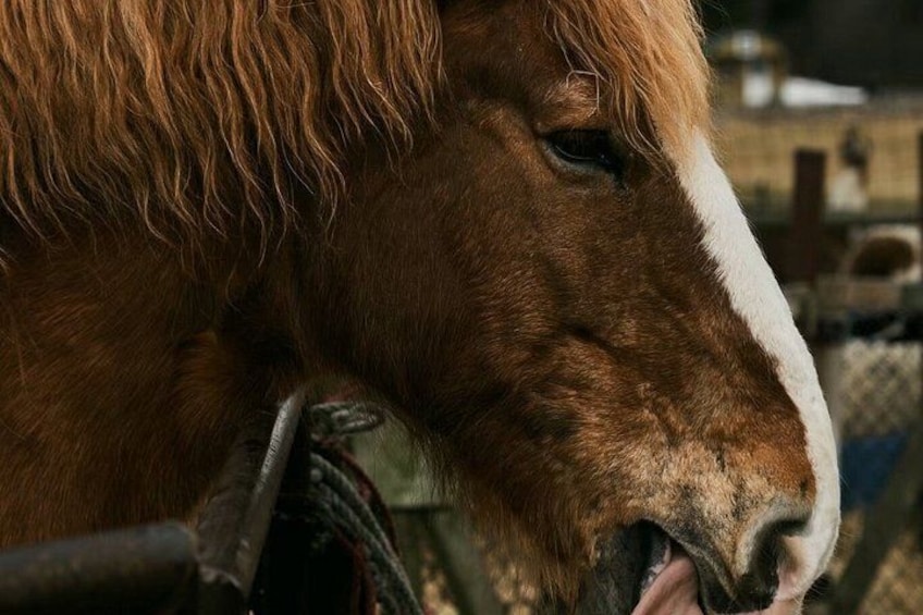 A close-up of a horse's head with a white stripe on its nose, and a fence in the foreground. 5