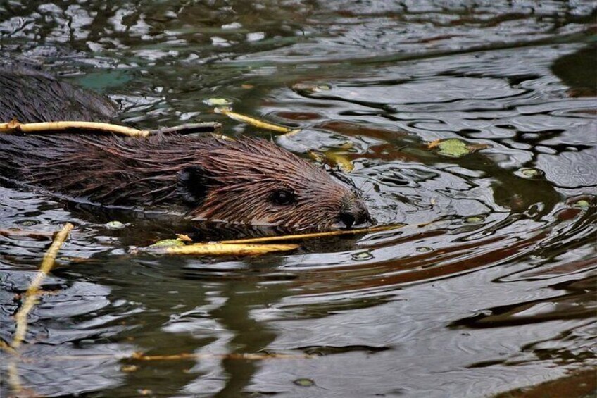 A beaver swimming in water with branches. 2