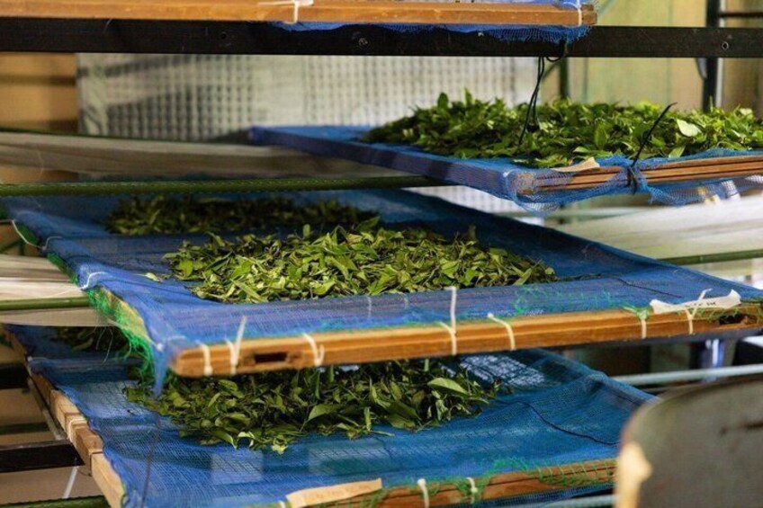 Meet the Artisan A Private Tour of Regenerative Green Tea Fields 3