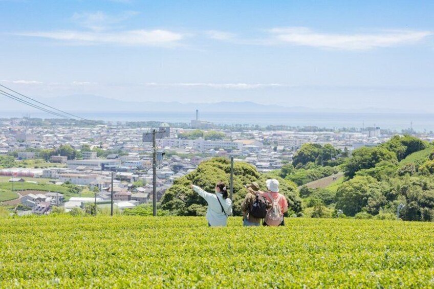 Meet the Artisan A Private Tour of Regenerative Green Tea Fields 1