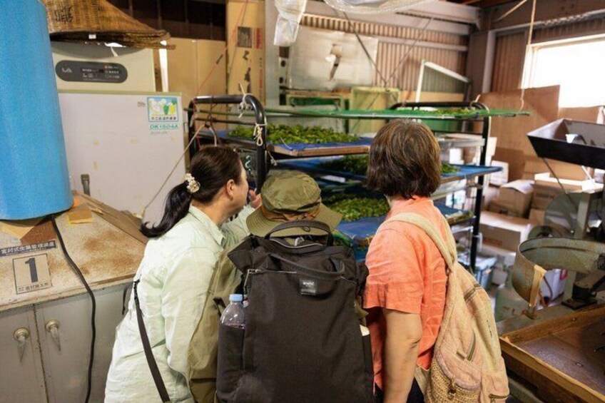 Meet the Artisan A Private Tour of Regenerative Green Tea Fields 2